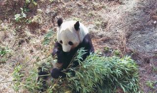 大熊猫什么冬眠的习性