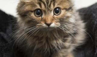 世界上最小的猫是什么